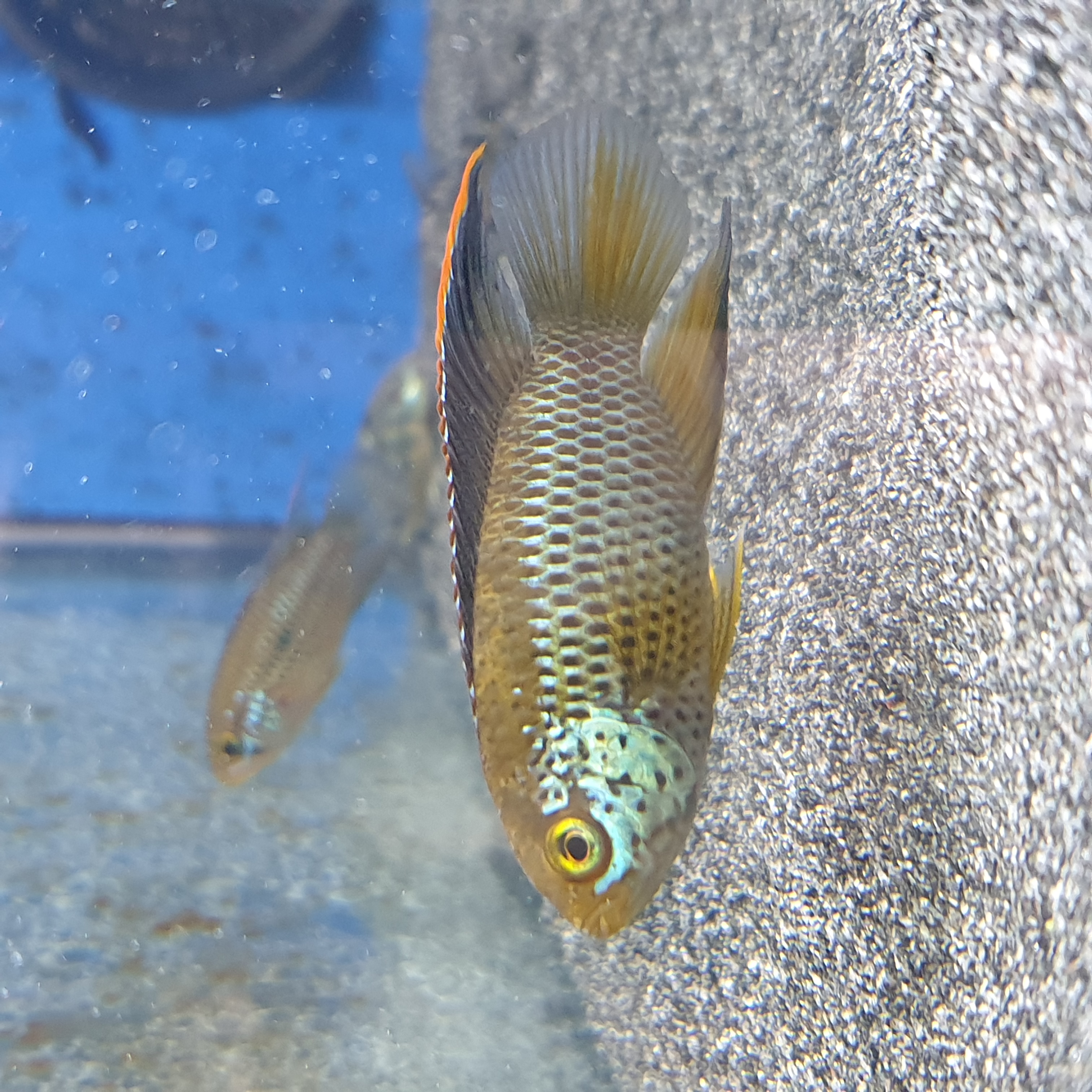 Nannacara anomala DNZ
pH 5-7, T 22-24&deg;C, Herkunft Guayana, Gr&ouml;&szlig;e bis 10 cm 