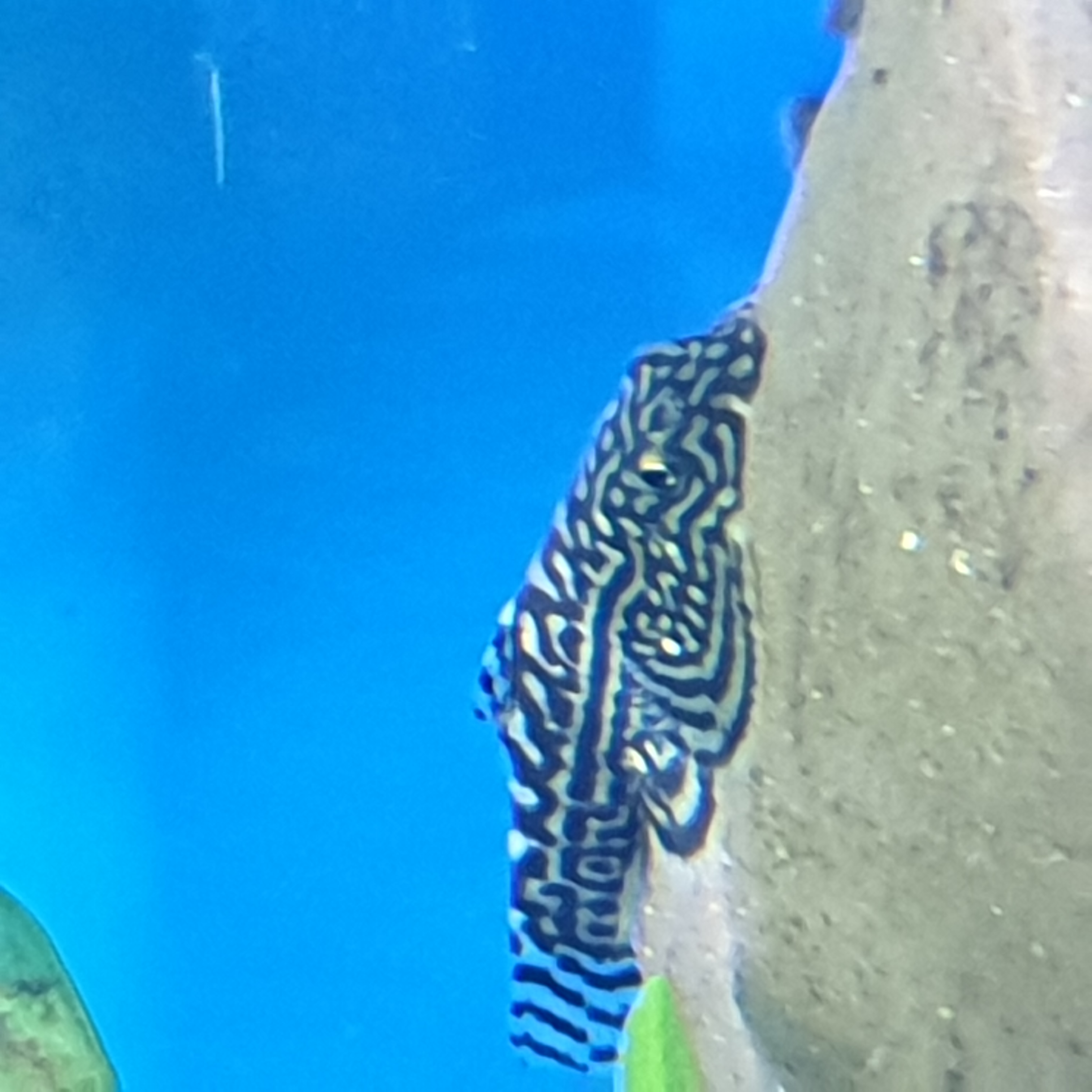 Sewellia lieolata -gestreifter Flossensauger-
pH 6-7,5, T 18-24&deg;C, Herkunft: China, Vietnam, Gr&ouml;&szlig;e bis 6 cm 