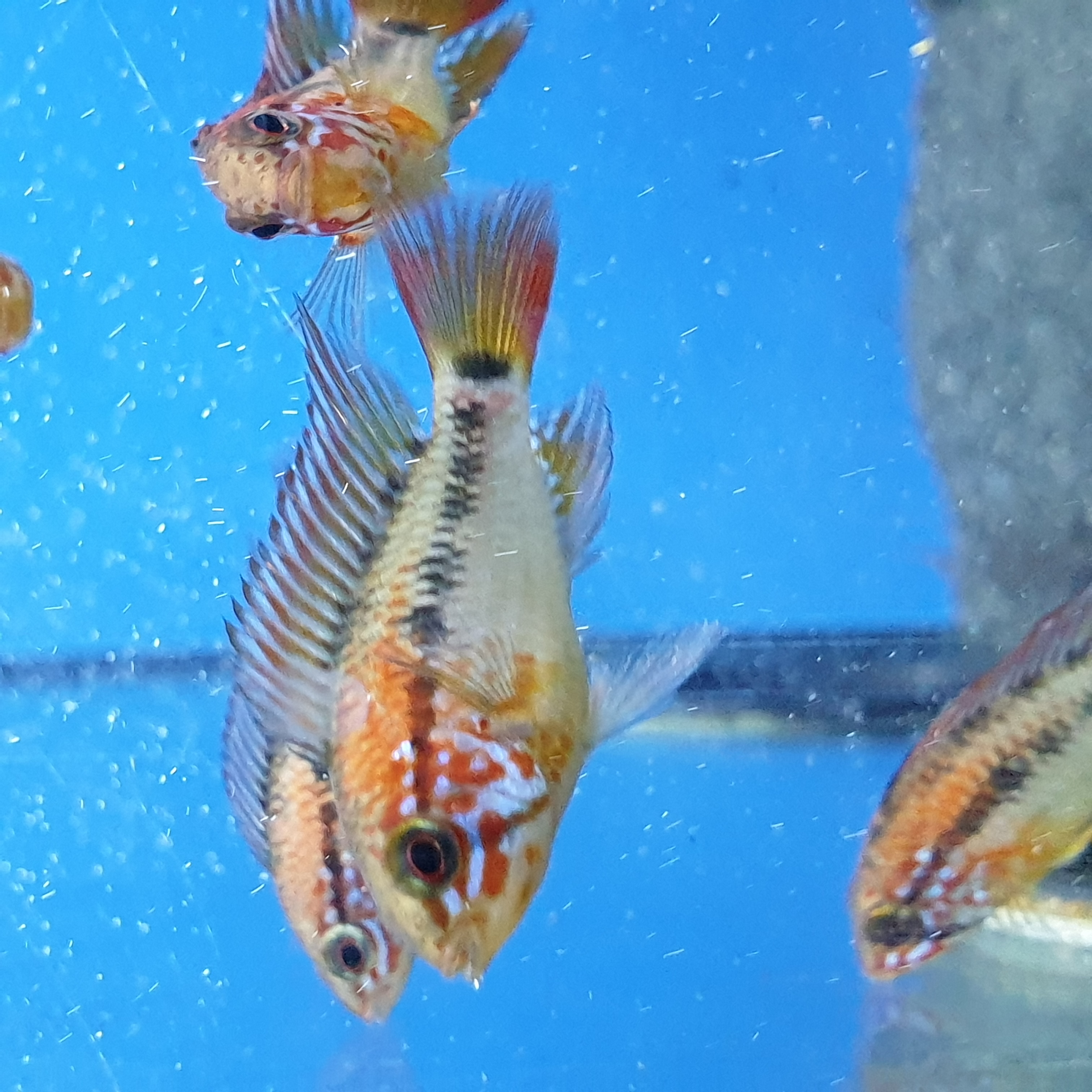 Apistogramma macmasteri DNZ
pH:6-7, T bis 28&deg;C
Herkunft: S&uuml;damerika
Gr&ouml;&szlig;e bis ca. 8 cm  