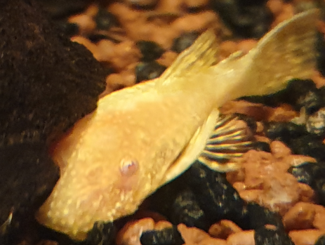 Antennenwels  -gelb Zuchtform-
pH:6-8, T bis 26&deg;C
Herkunft: S&uuml;damerika 
Gr&ouml;&szlig;e bis ca. 15 cm.  
Wir f&uuml;hren auch die Naturform. 